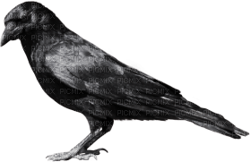 Kaz_Creations Bird Crow - png grátis