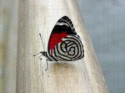 image encre color papillon edited by me - png ฟรี