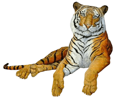 tiger bp - 免费PNG