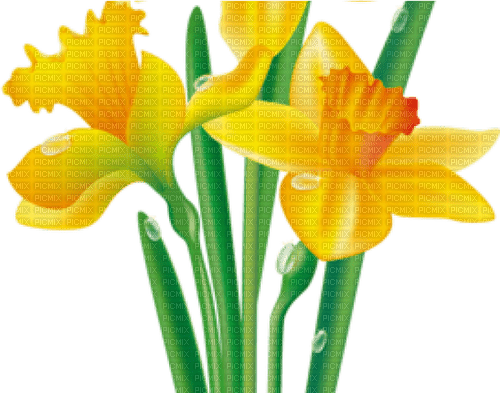 narcissus Bb2 - ilmainen png