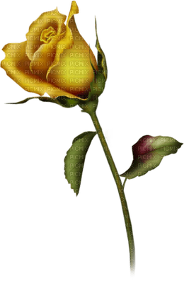 Flowers yellow rose bp - gratis png