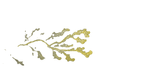 slime mold - GIF animado gratis