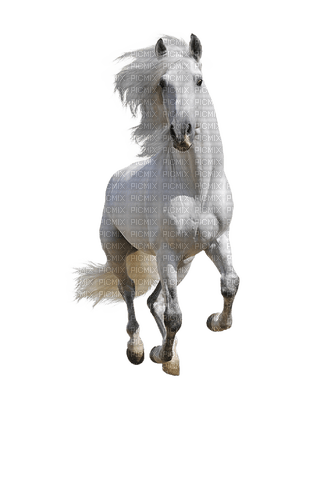 Pferd - бесплатно png