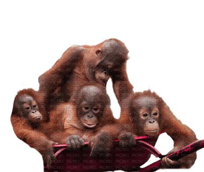 monkey bp - Free PNG