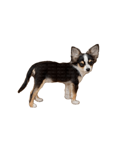 Chihuahua - darmowe png