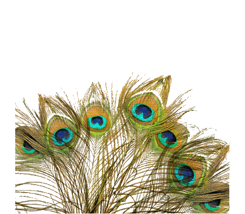 Peacock feather - GIF animé gratuit