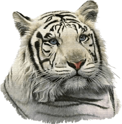 tigre blanc - png gratuito