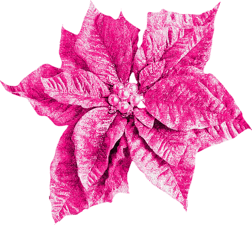 Christmas.Flower.Pink - zadarmo png
