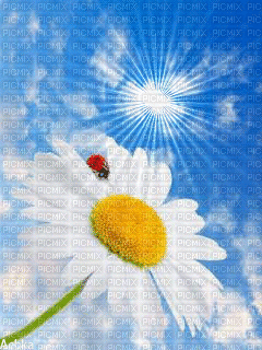 flower - Ücretsiz animasyonlu GIF