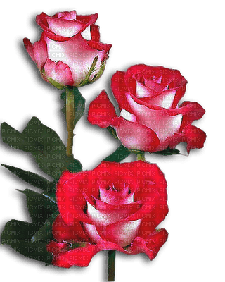 flores - PNG gratuit