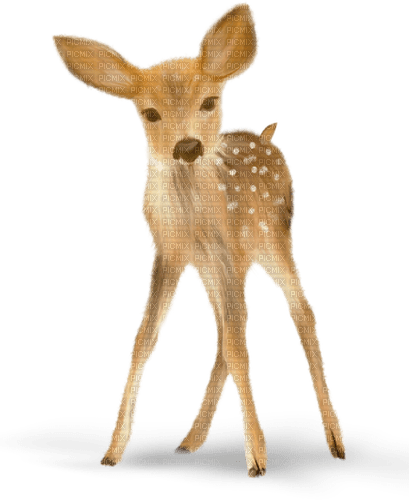 dolceluna deer - darmowe png