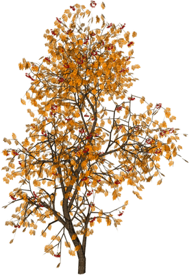 Autumn Tree - Free PNG