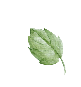 ✶ Plant {by Merishy} ✶ - 免费PNG