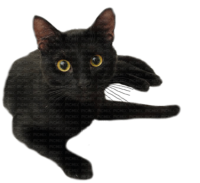 черный кот ❣ black cat - Free PNG