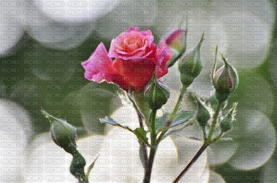 rosée - png grátis
