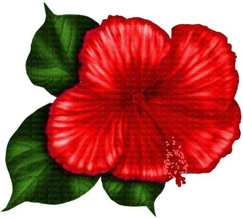 Tropical.Flower.Red - bezmaksas png