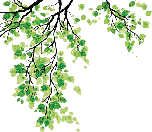 Green Branch - ilmainen png