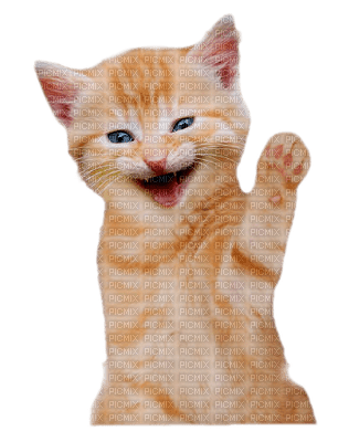 cat cats - chat chats - paintinglounge - gratis png