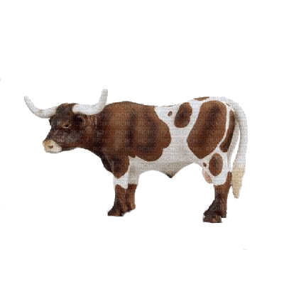 aze vache - Darmowy animowany GIF