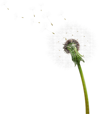 Kaz_Creations Deco Flowers Dandelion Flower - darmowe png
