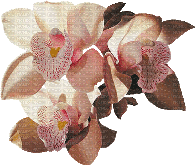 orchid pink bp - GIF animasi gratis