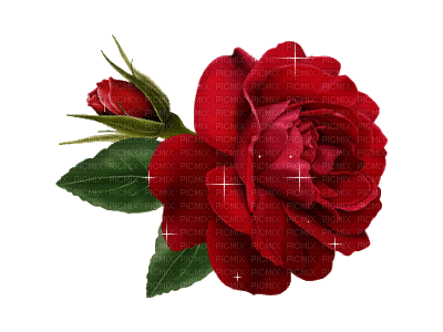 rosa roja gif dubravka4 - GIF animado grátis