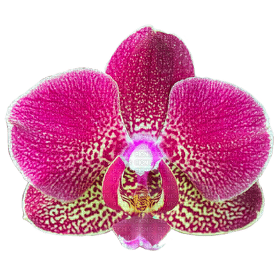 orchids cerise bp - nemokama png