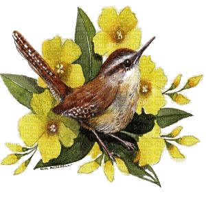 bird yellow  summer - Бесплатный анимированный гифка