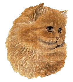 minou-ani-cat - Darmowy animowany GIF