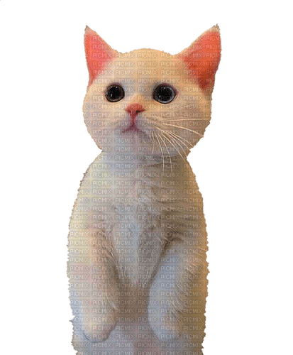 Nina cat - безплатен png