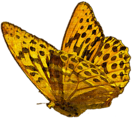 Kaz_Creations Deco Butterflies Butterfly Colours - png gratuito