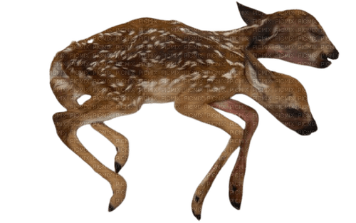 2 headed deer - PNG gratuit