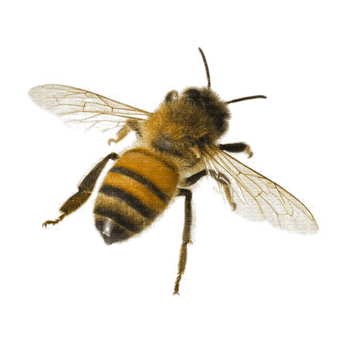 Bee Honey - Bogusia - Free PNG