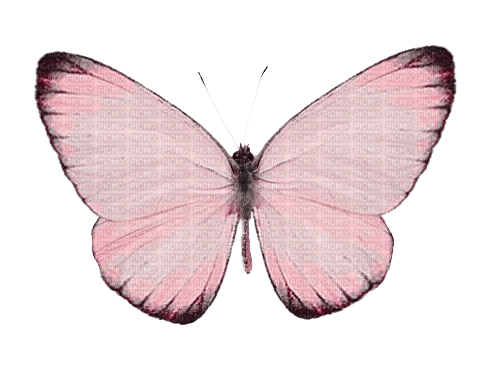 mariposa rosa deco dubravka4 - фрее пнг