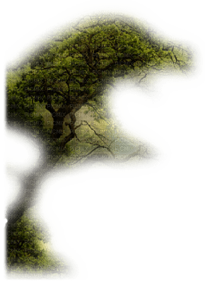 green tree - zdarma png