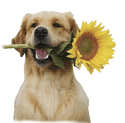 kikkapink dog flower sunflower - bezmaksas png