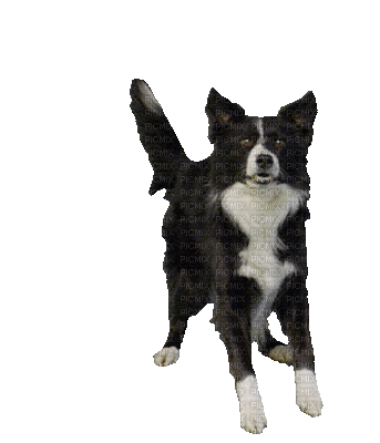 cão - GIF animate gratis