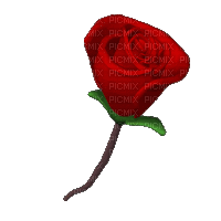 szív rózsa - GIF animado grátis