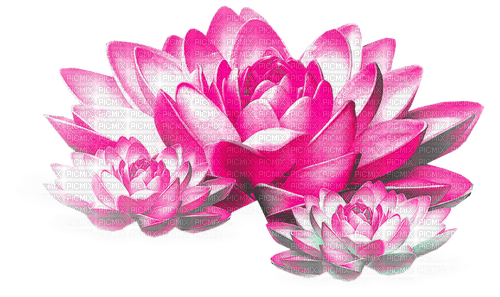 Flowers.Pink.White - ücretsiz png