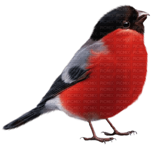 Kaz_Creations  Christmas Deco Birds Bird - png gratis