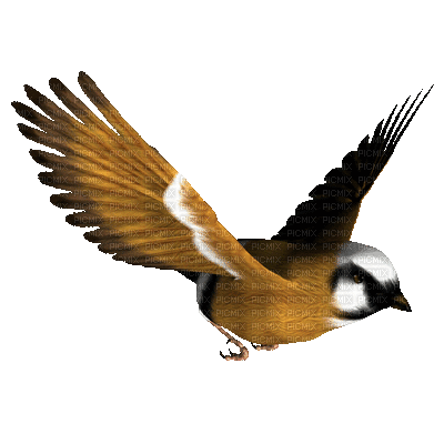 Kaz_Creations Birds Bird - GIF animé gratuit