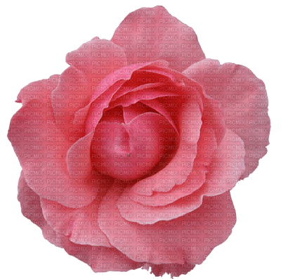 Kaz_Creations Flowers Flower - фрее пнг