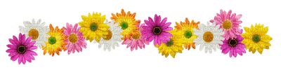 Kaz_Creations Flowers Flower Divider - png gratis