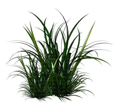 Grass, Green - 𝔍𝔦𝔱𝔱𝔢𝔯.𝔅𝔲𝔤.𝔊𝔦𝔯𝔩 - Free PNG