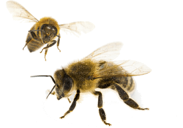 Bees - darmowe png