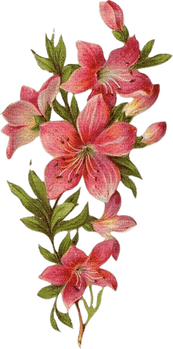 red lilies - zadarmo png
