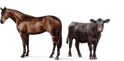 horse cow - Free PNG