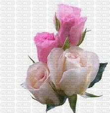 roze - ilmainen png