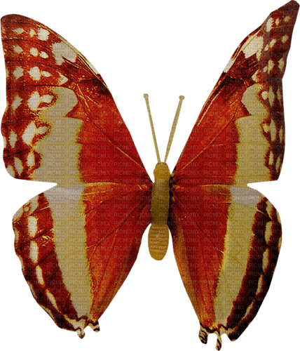 dolceluna deco butterfly - Free PNG