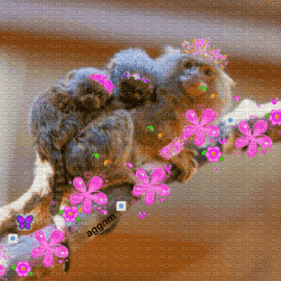 pygmt marmoset - GIF animasi gratis